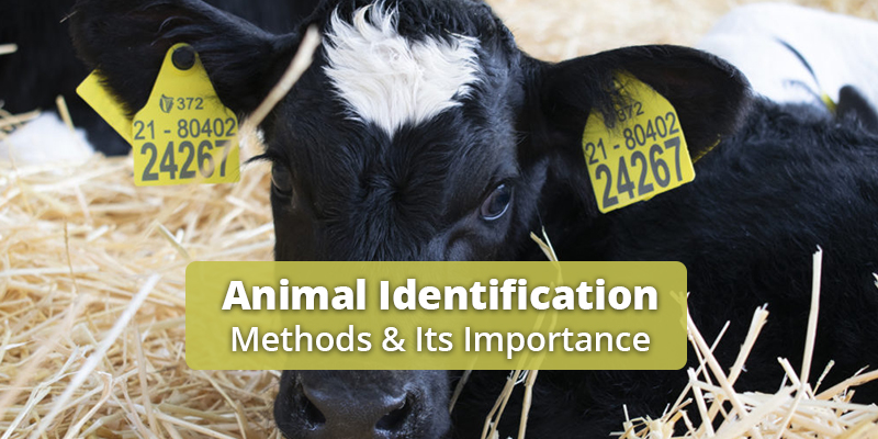 Animal Identification – Its benefits and types of identification