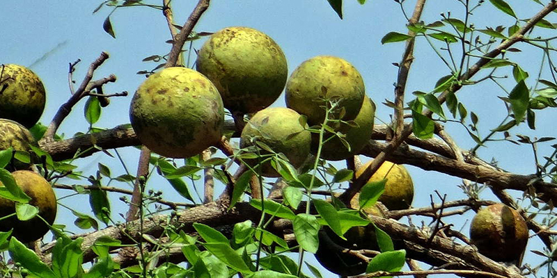 bael-fruit