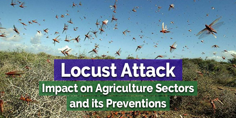 Locust attack