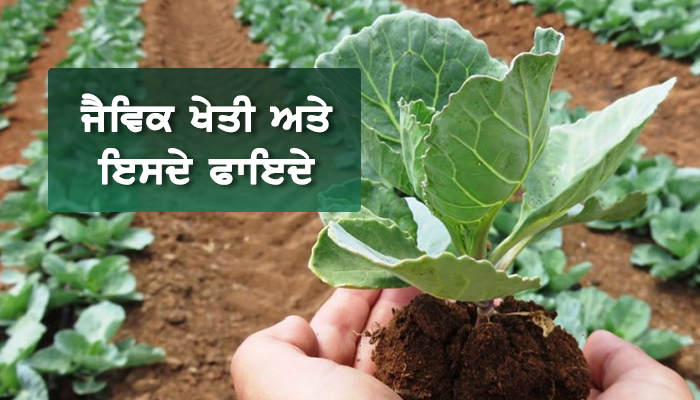 ਜੈਵਿਕ ਖੇਤੀ