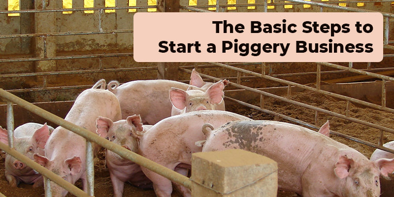 sample business plan for a piggery project