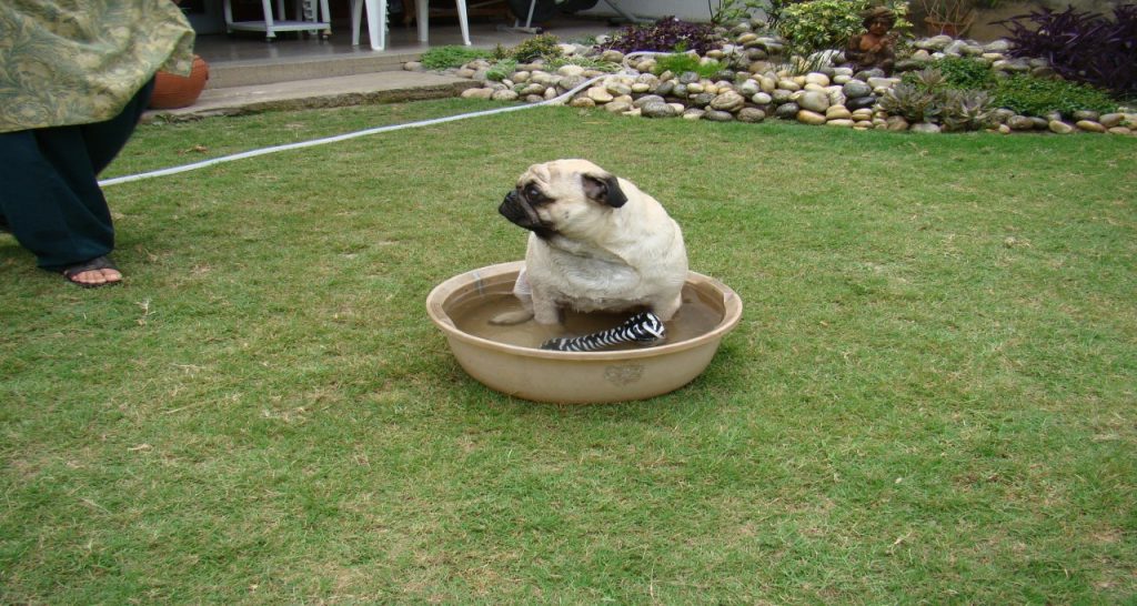 water-tub