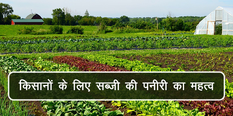 vegetable farming hi