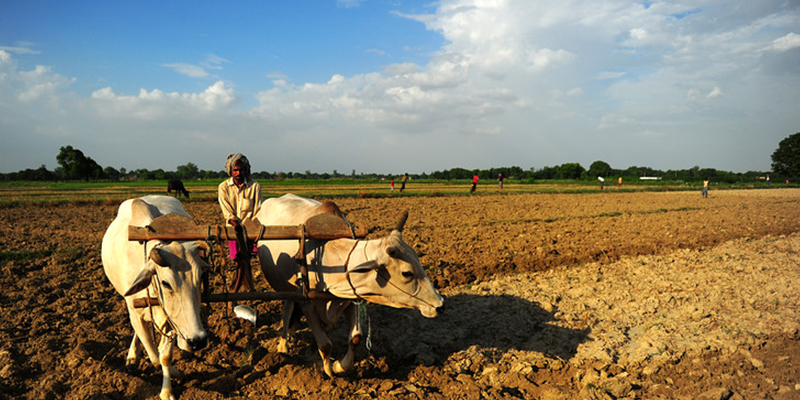 agriculture-problems-hi