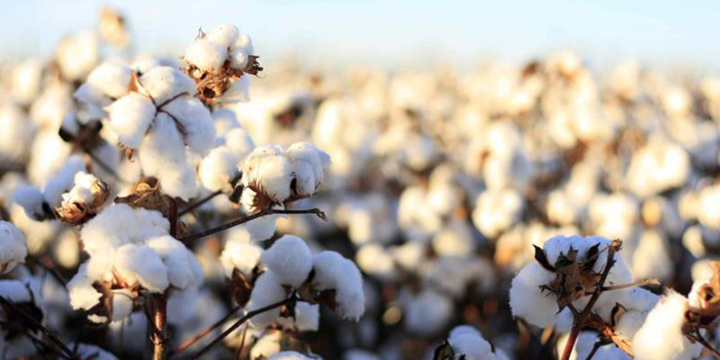 cotton-production-pa