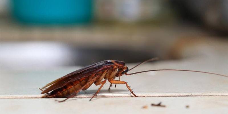 insects-prevention-pa