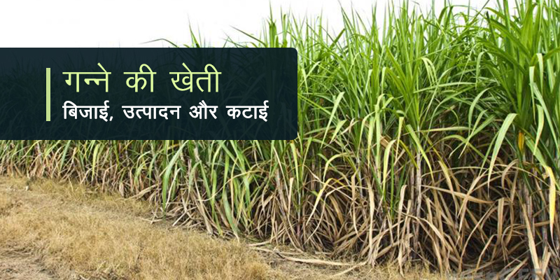 sugarcane farming hi