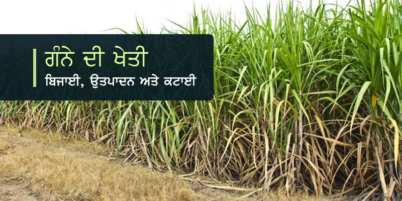 sugarcane farming pa