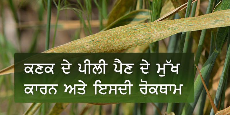 ਕਣਕ ਪੀਲੀ ਪੈਣ ਦੇ ਕਾਰਨ