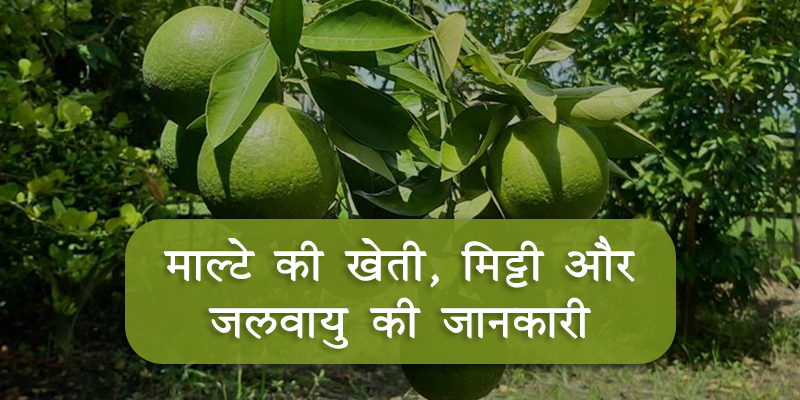 माल्टे की बीमारियां और उनकी रोकथाम