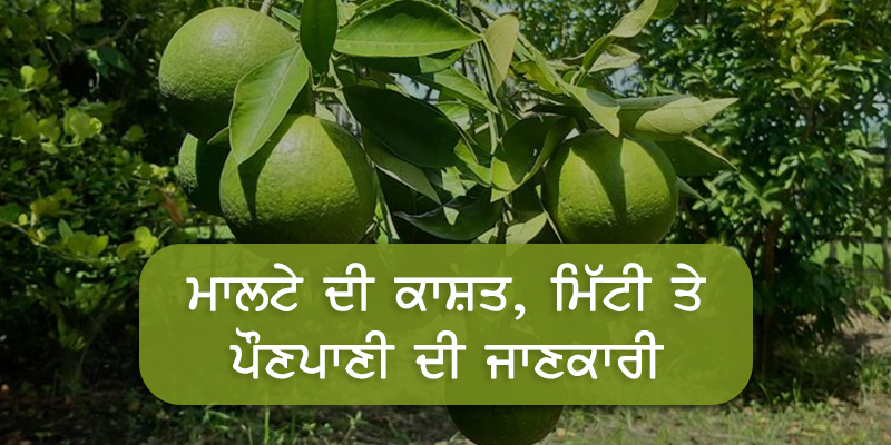 ਮਾਲਟੇ ਦੀਆਂ ਬਿਮਾਰੀਆਂ ਅਤੇ ਉਹਨਾਂ ਦੀ ਰੋਕਥਾਮ