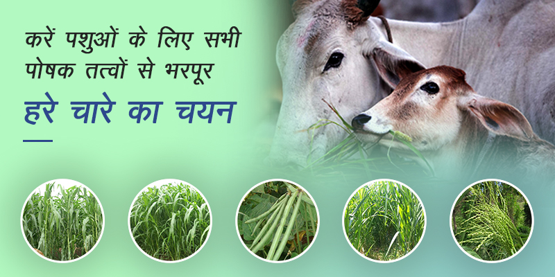 green fodder crops hi