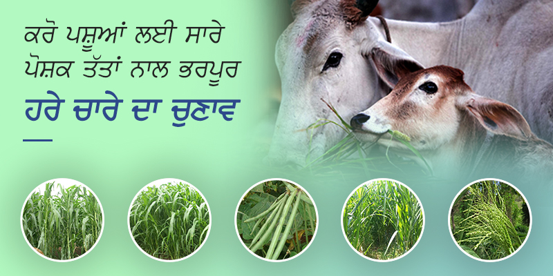 Green fodder crops pa