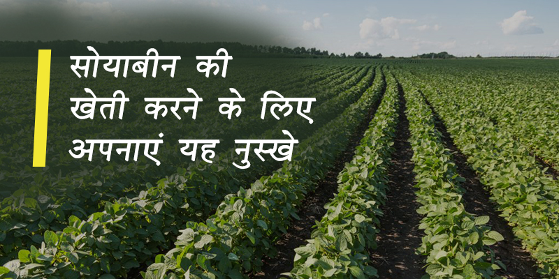 soyabean farming hi