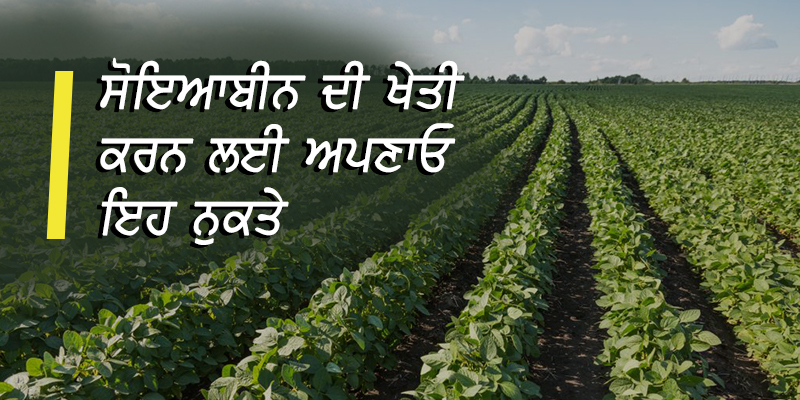 soyabean farming