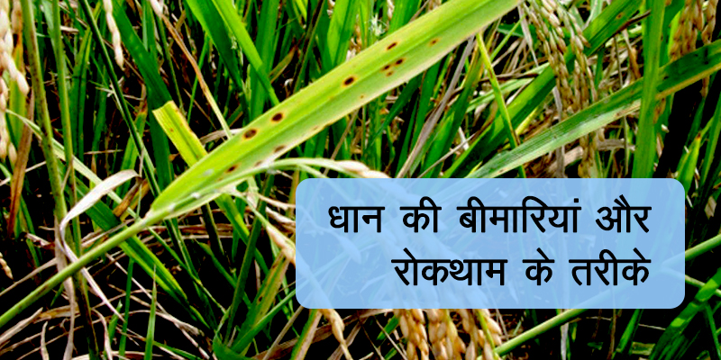 rice diseases hi