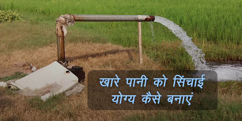 जानिए खारे पानी का सिंचाई के लिए प्रयोग कैसे किया जा सकता है