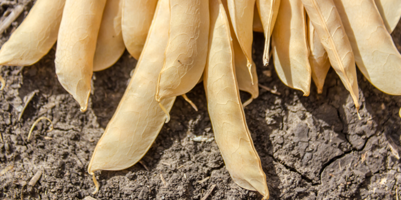 peas farming